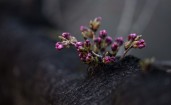 Не распустившиеся фиолетовые цветки