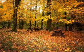 Опавшие осенние листья в парке