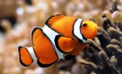 Оранжевая рыба клоун