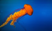Оранжевая медуза в воде