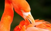 Оранжевый фламинго чистит перья