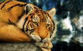 Отдыхающий тигр