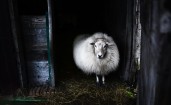 Овца в амбаре