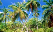 Пальмовый рай, Сейшельские Острова