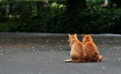 Пара рыжих котов