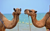 Пара верблюдов в Морокко