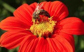 Пчела в красном цветке собирает пыльцу