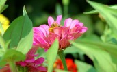 Пчелка в розовом цветке