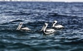 Пеликаны в воде
