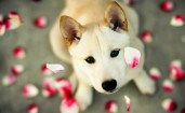 Пес и лепестки цветов