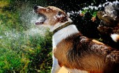 Пес играет с водой