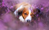 Пес лежит в фиолетовых цветах