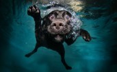 Пес под водой
