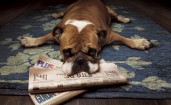 Пес с газетами