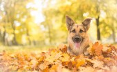 Пес в желтых листьях