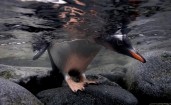 Пингвин заглядывает под воду