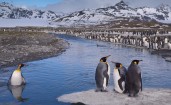 Пингвины у воды