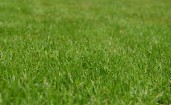 Подстриженная зеленая трава крупным планом