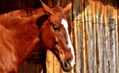 Портрет коричневой лошади