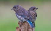 Птицы с синими хвостами