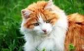 Пушистый бело-рыжий кот