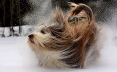 Пушистый пес и снег