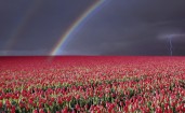 Радуга и молния над полем тюльпанов