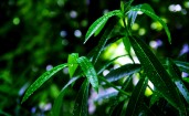 Роса на зеленых листьях