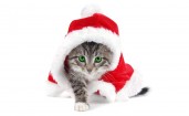 Рождественский котенок
