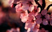 Розовые весенние цветы на дереве