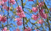 Розовые весенние цветы на ветке дерева