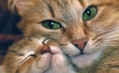 Рыжая кошка с котенком крупным планом