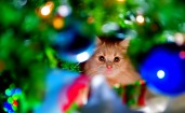 Рыжая кошка в новогодней обстановке
