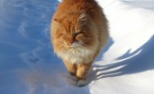 Рыжий кот идет по снегу