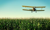 Самолет над кукурузным полем