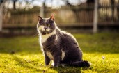 Серо-белый кот на лужайке