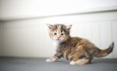 Серо-рыжий котенок