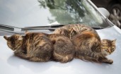 Серые кошки на капоте машины