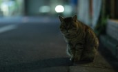 Серый кот ночью на асфальте