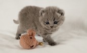 Серый котенок с игрушкой