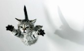 Серый котенок в прыжке
