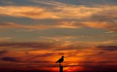 Силуэт чайки на фоне заката