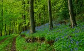 Синие цветы в зеленом лесу возле дороги