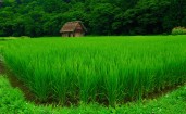 Сиракава-го, село в Японии