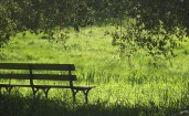 Скамейка в зеленом парке