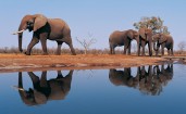Слоны возле озера