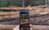 Снимок деревьев на смартфон