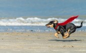 Собака бежит по пляжу
