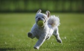 Собака ши-тцу играет с мячом