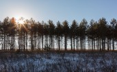 Солнце за деревьями зимним днем
